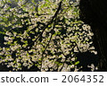 江戶彼岸櫻 櫻花 雙層垂枝的玫瑰花蕾櫻桃 2064352
