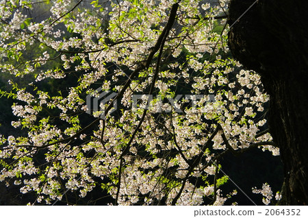 江戶彼岸櫻 櫻花 雙層垂枝的玫瑰花蕾櫻桃 2064352