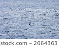 流冰 浮冰 堪察加海鷹 2064363