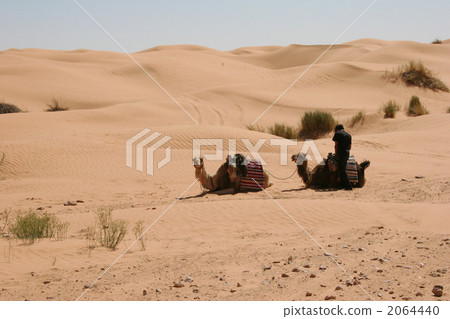 撒哈拉 沙漠 駱駝 2064440