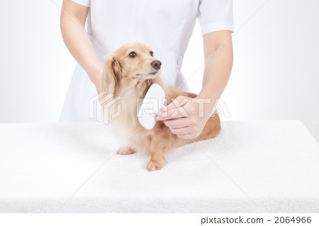 Pet trimmer Pet trimmer 2064966