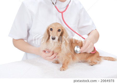 動物醫院 動物醫院 2064978