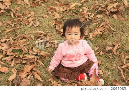 Carpet of fallen leaves 2 2065085