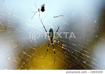 Woman Spider I Woman Spider I 2065099