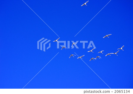 天鵝 鳥兒 鳥 2065134