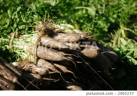 Japanese radish 2065237