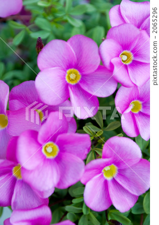 酢漿草 酢漿草 2065296