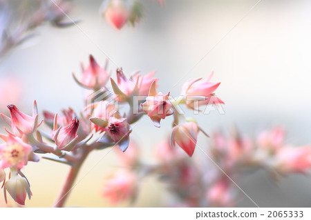 Evergreen Africa 2065333