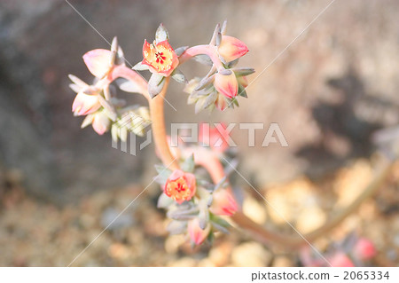 Evergreen Africa 2065334