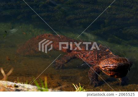 蠑螈 鴨川 兩棲的 2065525