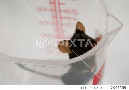 Mouse Mouse 2065569