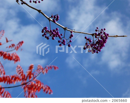 Fruit and autumn leaves of Murasakusibi Fruit and autumn leaves of Murasakusibi 2065660