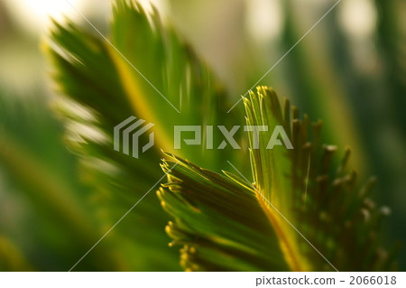 Cycads Cycads 2066018