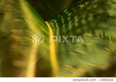 Cycads 2066026