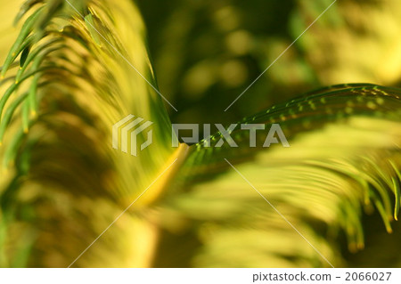 Cycads 2066027