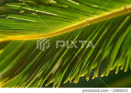 Cycads 2066032