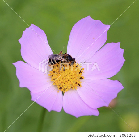 粉紅色的宇宙和蜜蜂 2066295