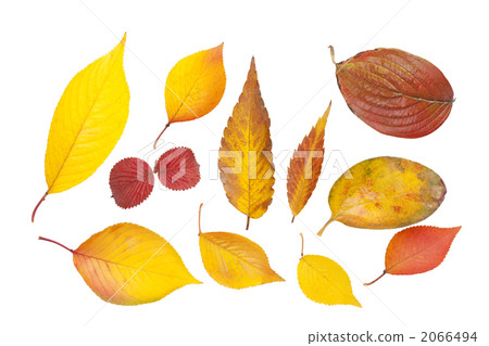 Texture of autumn leaves 2066494