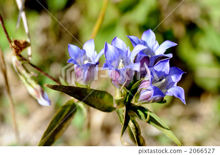 Gentian Gentian 2066527