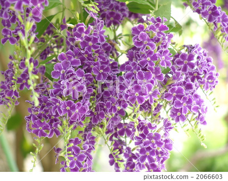 八月杜蘭塔·甜菜根家庭06 2066603