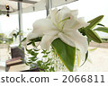  wedding 2066811