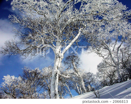 Orofure通行證原始冰 2066813