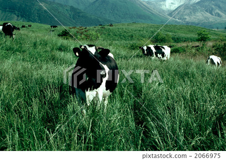 荷斯坦種奶牛 放牧 奶牛 2066975