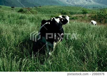 單調 複數 荷斯坦種奶牛 2066976