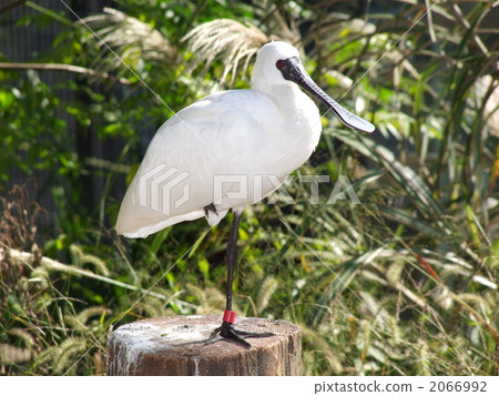 黑臉琵鷺 黑臉琵鷺 2066992