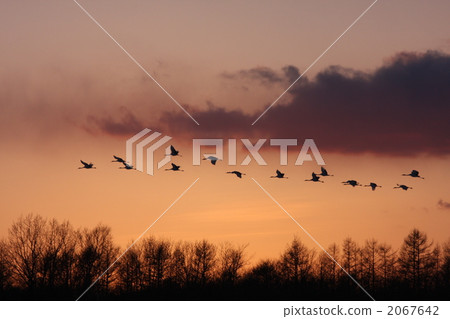 鳥類觀察 單調 小調 2067642