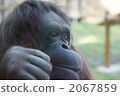 orangutan, utan 2067859