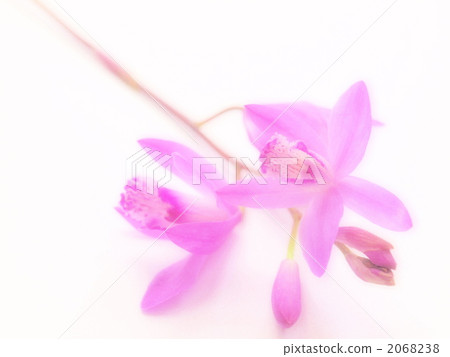 矽烷 矽烷 2068238