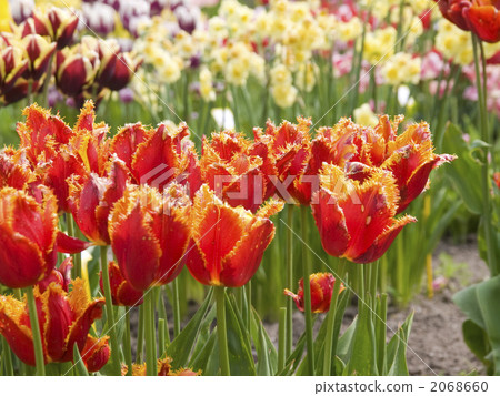 Tulip Gardening Holland Spring 2068660