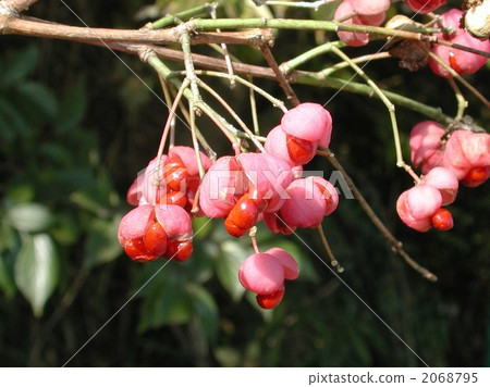 真弓(真實) 真弓(真實) 2068795