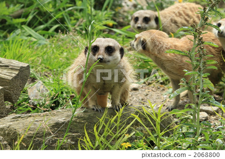 Daruma-san fell! What? 2068800