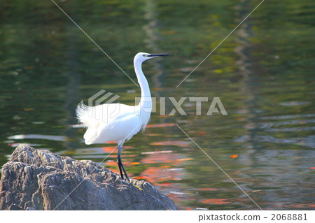 Little Little Egret 2068881