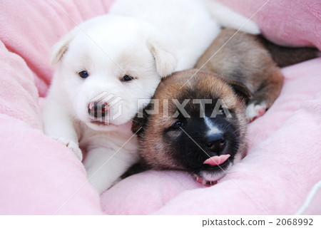 dog, dogs, doggy 2068992
