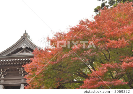 秋天的樹葉 秋天的樹葉 2069222