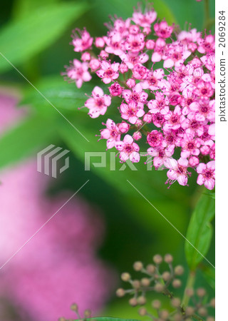 Shimotsuke的花 2069284