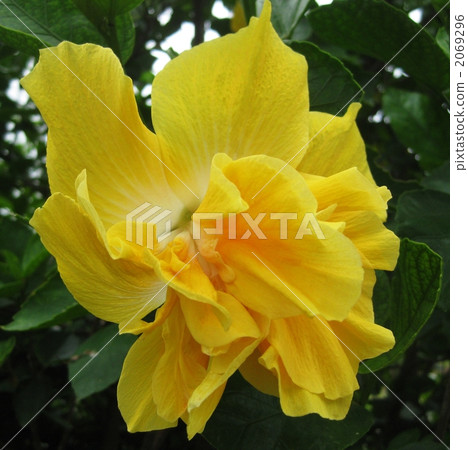 芙蓉黃雙雙開花品種 2069296