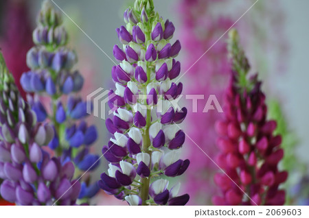 羽扇豆花 2069603