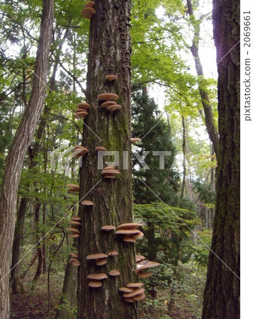 Panellus莎草 Panellus莎草 2069661