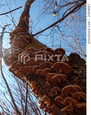 自然Namesko 自然Namesko 2069667