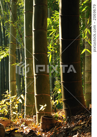 Bamboo grove Bamboo grove 2069679