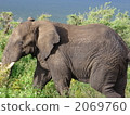 Tanzania African elephant 2069760