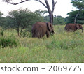 Tanzania African elephant family 2069775
