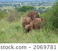 Tanzania shy African elephant family 2069781