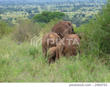 Tanzania shy African elephant family Tanzania shy African elephant family 2069781