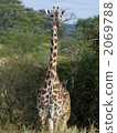 Tanzania giraffe 2069788