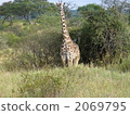Tanzania giraffe 2069795